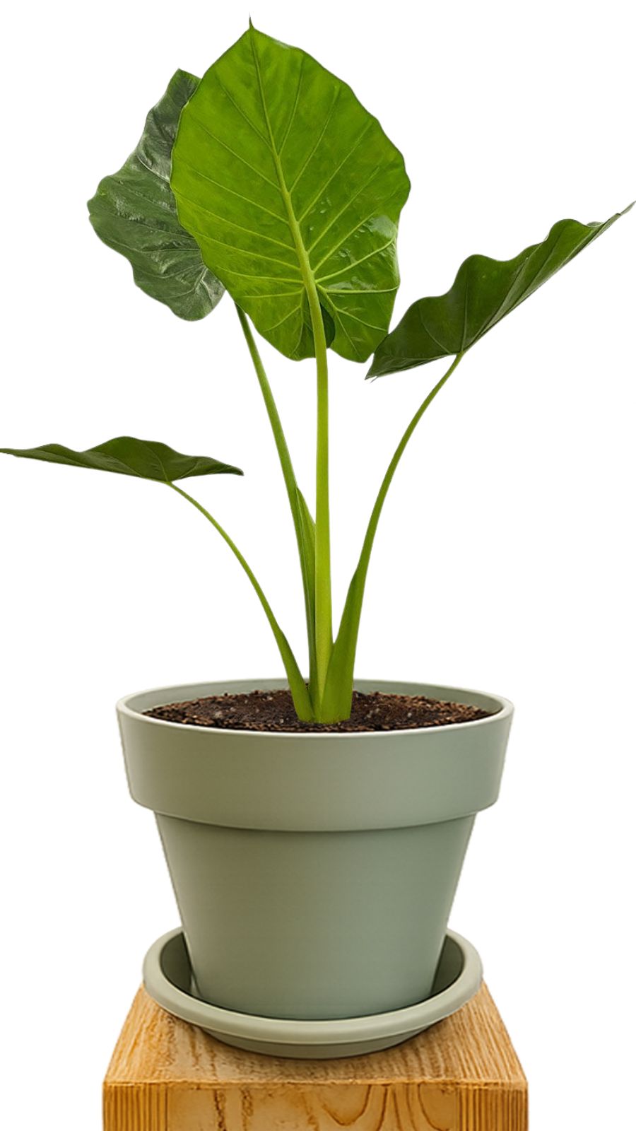 Kit de plantation 30 Vert